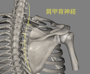 肩甲背神経