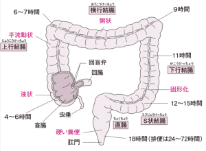 内臓.大腸2