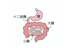 内臓,十二指腸