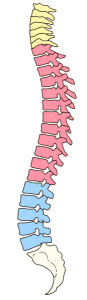 26600776